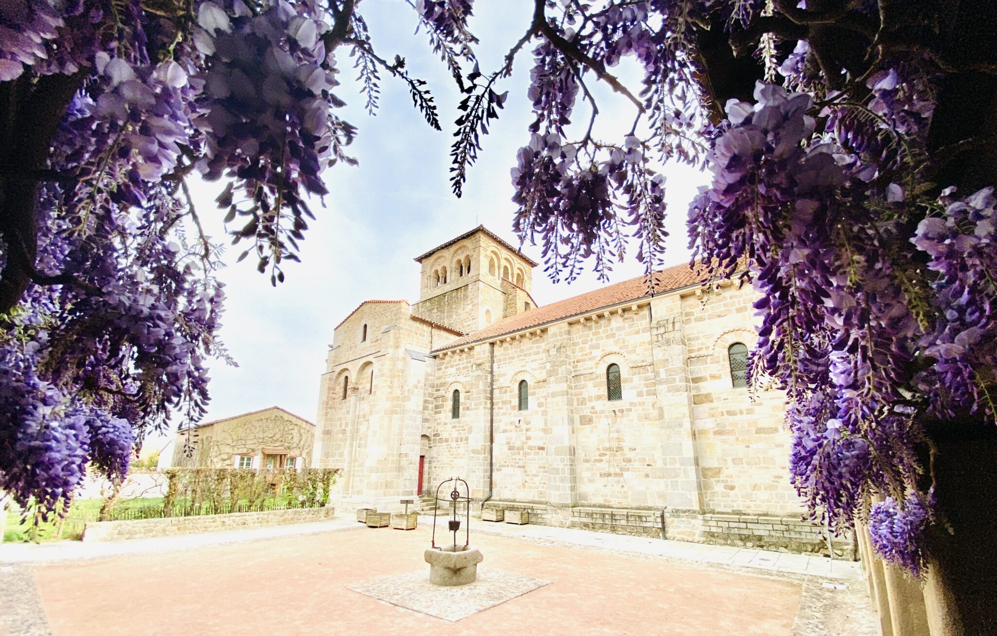 Glycine de la cour du cloître à Champdieu